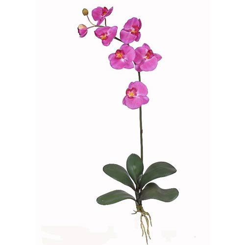 buy silk orchids